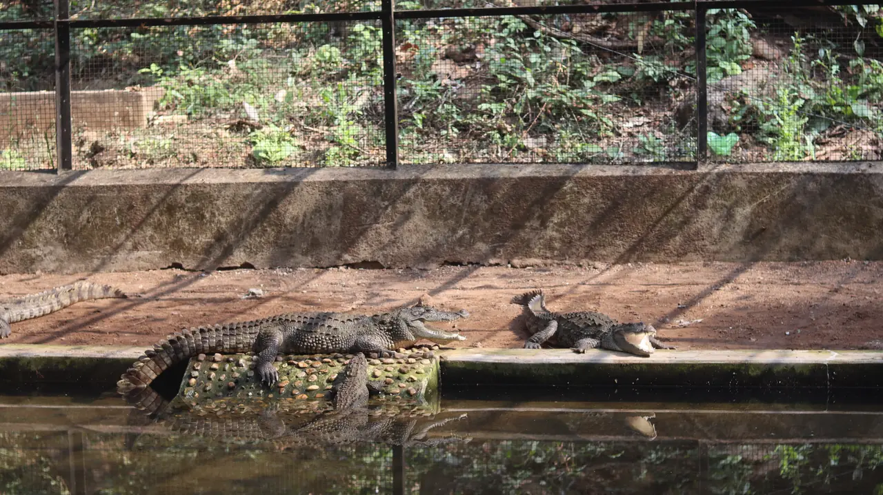 Gharial crocodiles at the breeding centre near Satkosia